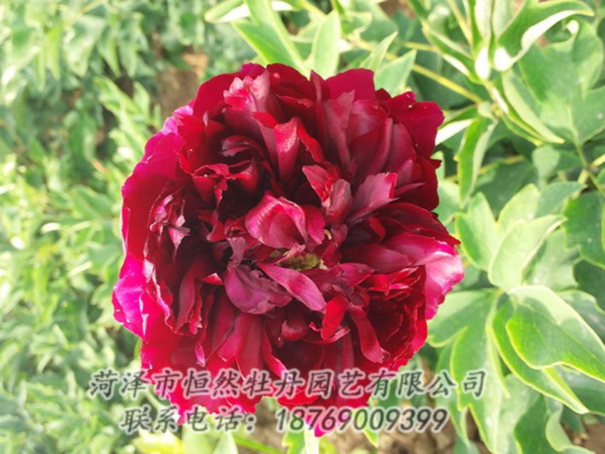 點(diǎn)擊查看詳細(xì)信息<br>標(biāo)題：紅色牡丹 閱讀次數(shù)：992