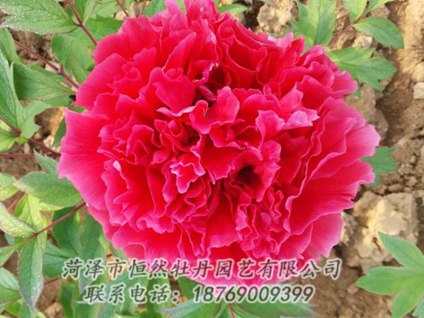 點(diǎn)擊查看詳細(xì)信息<br>標(biāo)題：紅色牡丹 閱讀次數(shù)：1109