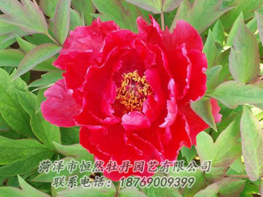 點(diǎn)擊查看詳細(xì)信息<br>標(biāo)題：紅色牡丹 閱讀次數(shù)：1147
