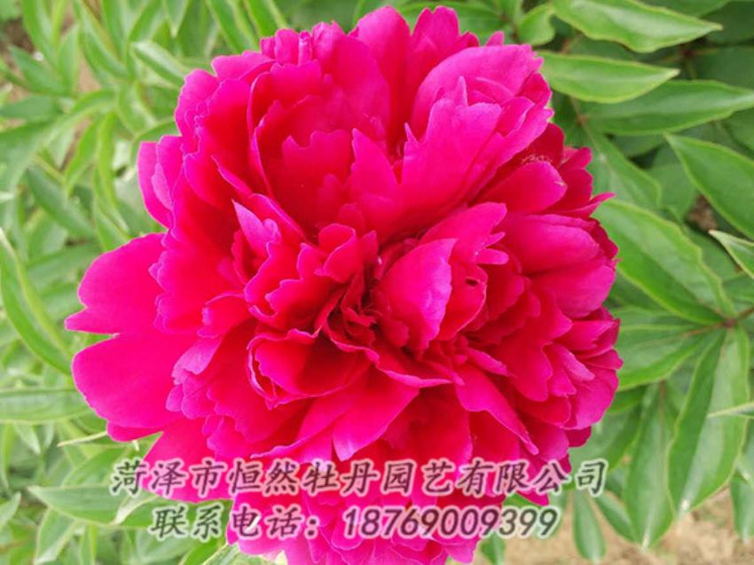 點擊查看詳細信息<br>標題：紅色芍藥 閱讀次數(shù)：1030