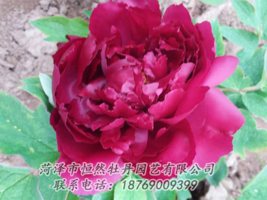點(diǎn)擊查看詳細(xì)信息<br>標(biāo)題：紅色牡丹 閱讀次數(shù)：1357