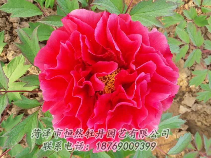 點(diǎn)擊查看詳細(xì)信息<br>標(biāo)題：紅色牡丹 閱讀次數(shù)：1193