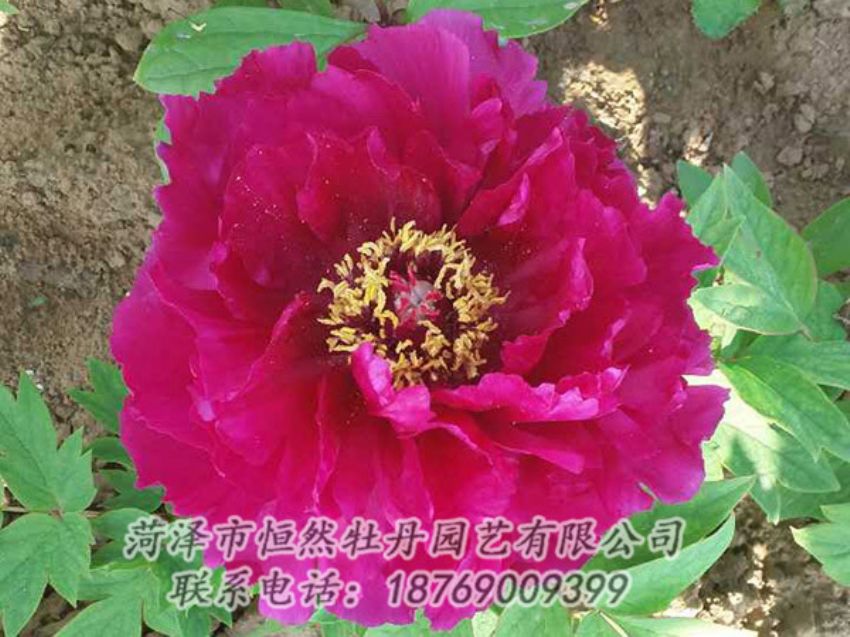 點(diǎn)擊查看詳細(xì)信息<br>標(biāo)題：紅色牡丹 閱讀次數(shù)：1304