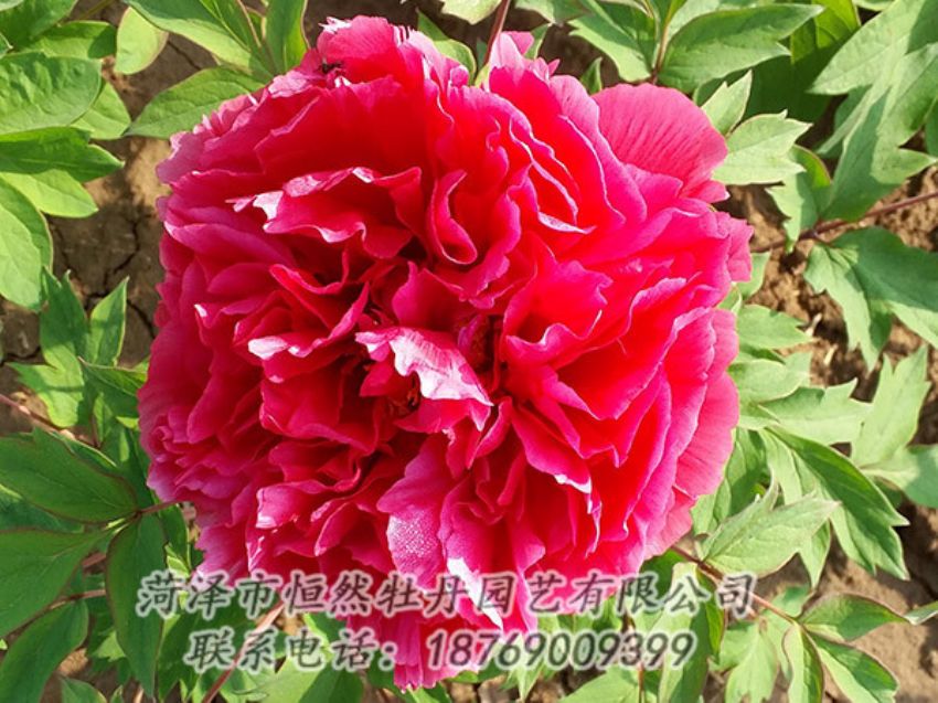 點(diǎn)擊查看詳細(xì)信息<br>標(biāo)題：紅色牡丹 閱讀次數(shù)：1303