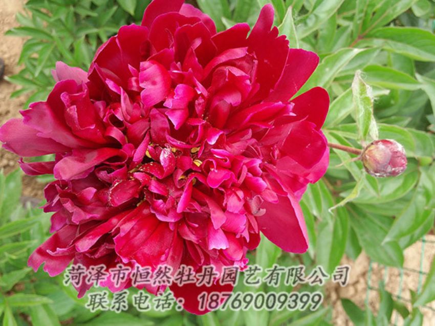 點擊查看詳細信息<br>標題：紅色芍藥 閱讀次數(shù)：1067
