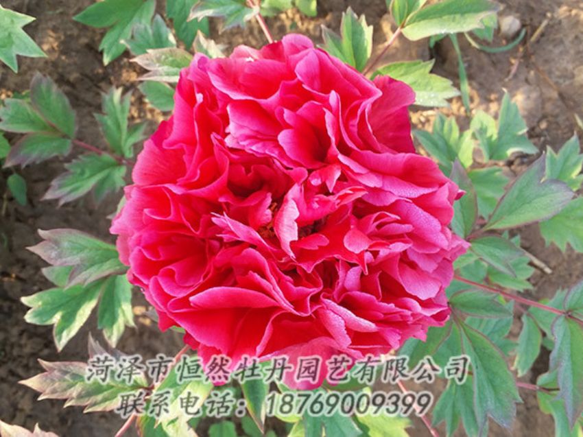點(diǎn)擊查看詳細(xì)信息<br>標(biāo)題：紅色牡丹 閱讀次數(shù)：1298