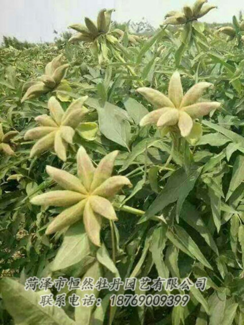 點(diǎn)擊查看詳細(xì)信息<br>標(biāo)題：油用牡丹 閱讀次數(shù)：1264