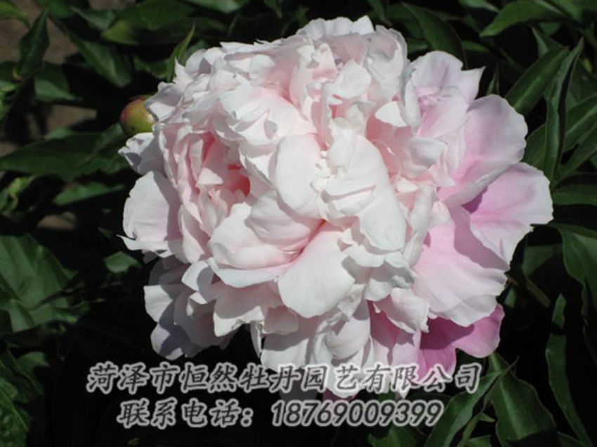 點(diǎn)擊查看詳細(xì)信息<br>標(biāo)題：粉玉樓 閱讀次數(shù)：1220