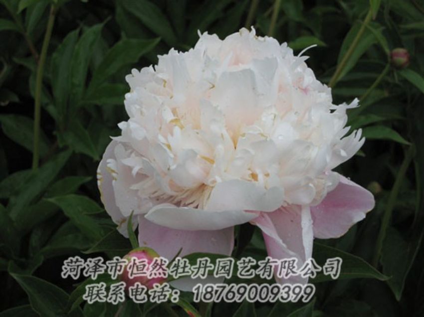 點(diǎn)擊查看詳細(xì)信息<br>標(biāo)題：粉池滴翠 閱讀次數(shù)：1272