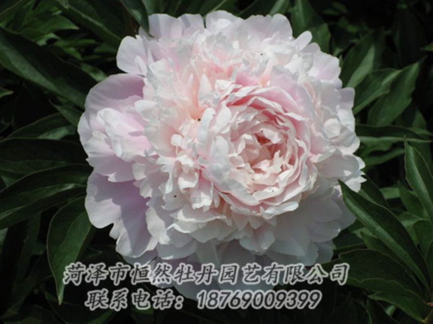 點(diǎn)擊查看詳細(xì)信息<br>標(biāo)題：遲粉 閱讀次數(shù)：1255