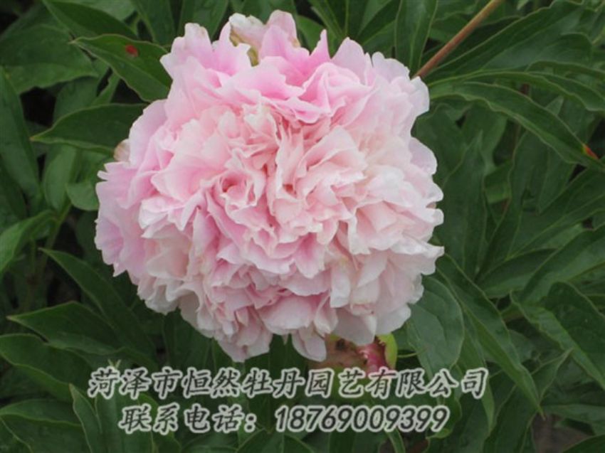 點(diǎn)擊查看詳細(xì)信息<br>標(biāo)題：粉面桃花 閱讀次數(shù)：1324