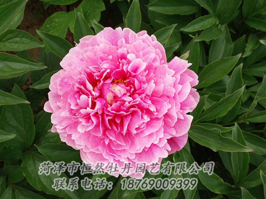 點(diǎn)擊查看詳細(xì)信息<br>標(biāo)題：粉色芍藥 閱讀次數(shù)：1202