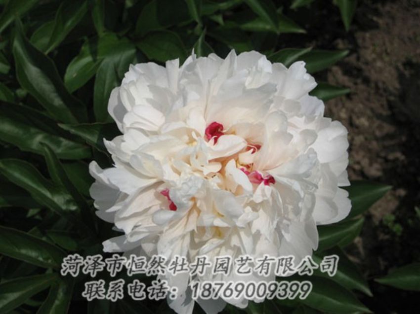 點擊查看詳細信息<br>標題：雪原紅星 閱讀次數(shù)：1460