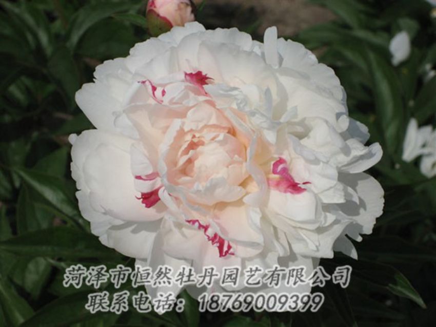 點擊查看詳細信息<br>標題：五花龍玉 閱讀次數(shù)：1224