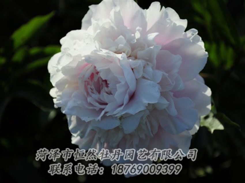 點(diǎn)擊查看詳細(xì)信息<br>標(biāo)題：粉色芍藥 閱讀次數(shù)：1180