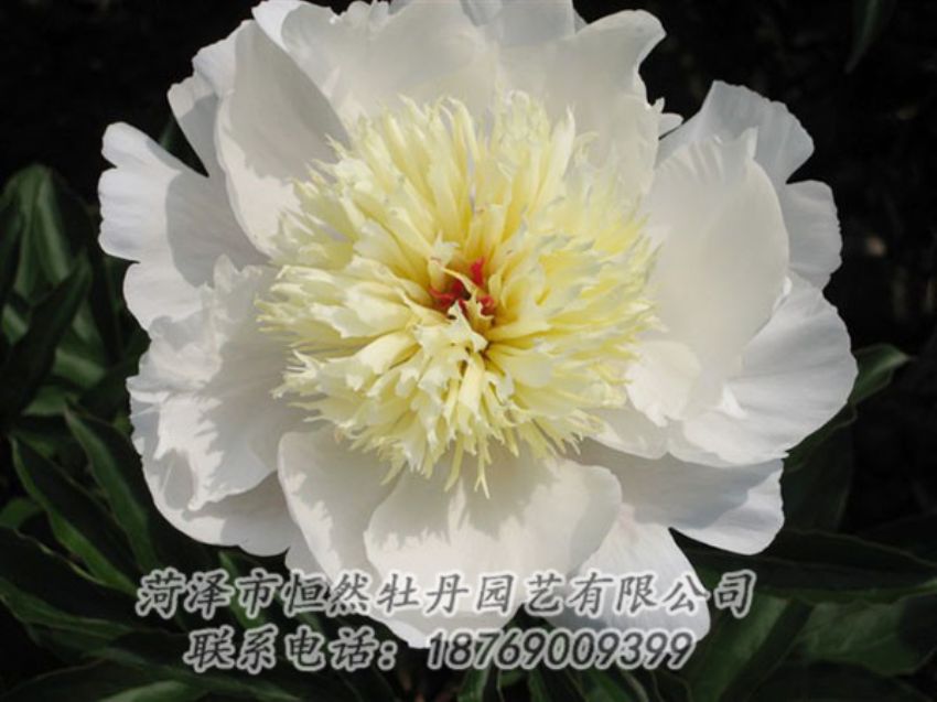 點擊查看詳細信息<br>標題：金簪刺玉 閱讀次數(shù)：1260