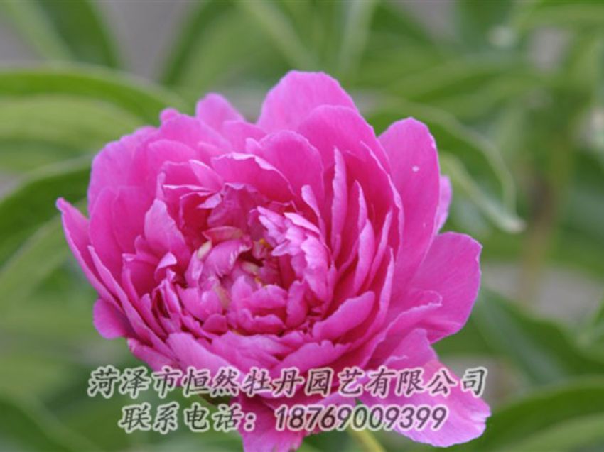 點(diǎn)擊查看詳細(xì)信息<br>標(biāo)題：紅茶花 閱讀次數(shù)：1038
