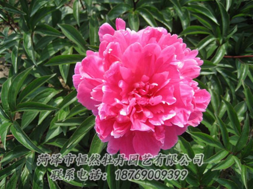 點擊查看詳細(xì)信息<br>標(biāo)題：富貴紅 閱讀次數(shù)：1007
