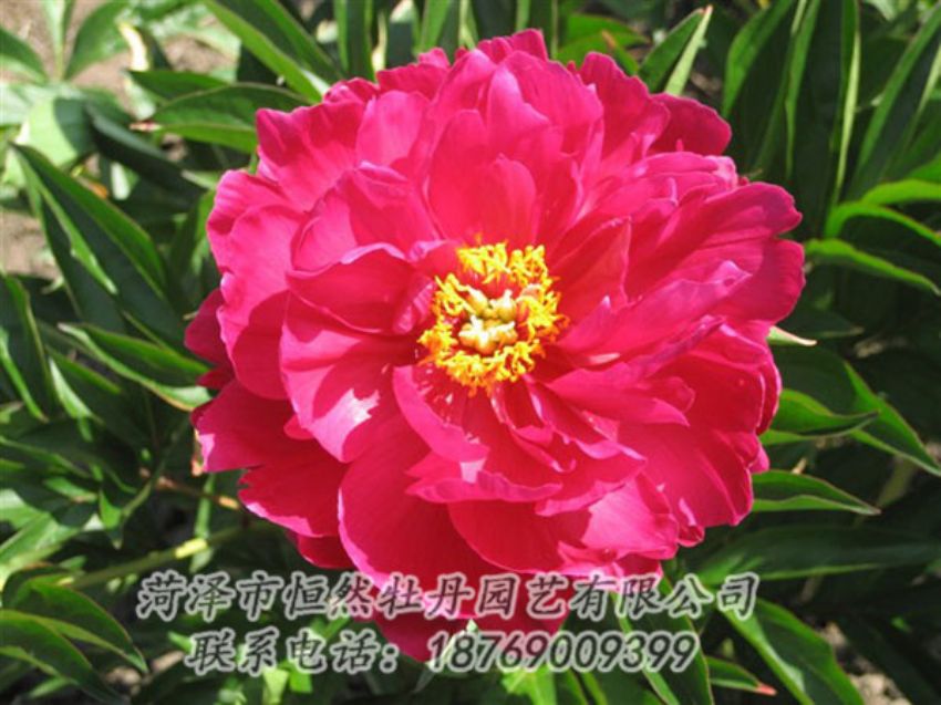點擊查看詳細(xì)信息<br>標(biāo)題：大紅赤金 閱讀次數(shù)：1090