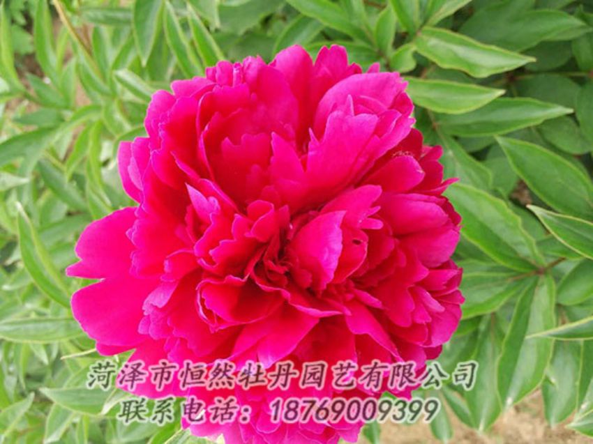 點擊查看詳細(xì)信息<br>標(biāo)題：紅色芍藥 閱讀次數(shù)：1031