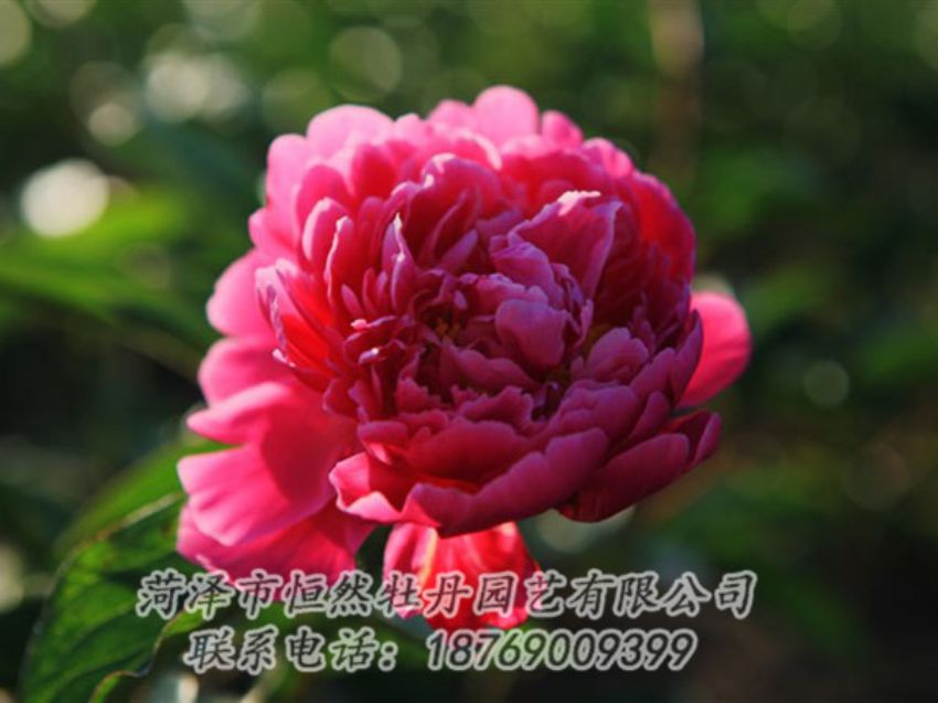 點擊查看詳細(xì)信息<br>標(biāo)題：大紅赤金 閱讀次數(shù)：1065