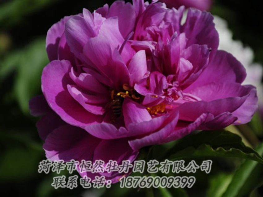 點(diǎn)擊查看詳細(xì)信息<br>標(biāo)題：紫凌 閱讀次數(shù)：1179