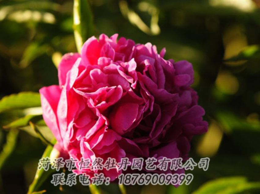 點(diǎn)擊查看詳細(xì)信息<br>標(biāo)題：紫鳳朝陽(yáng) 閱讀次數(shù)：1253