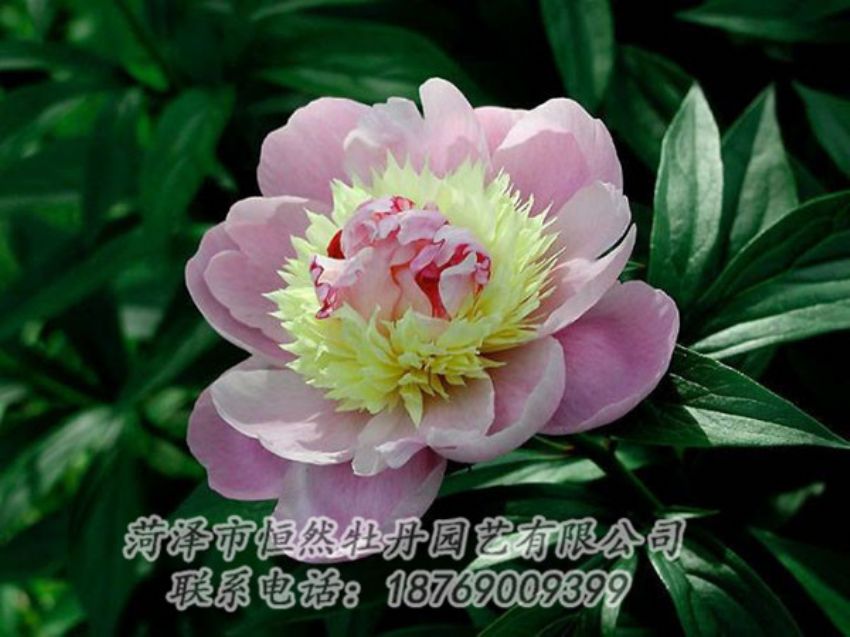 點擊查看詳細信息<br>標題：復色芍藥 閱讀次數(shù)：1204
