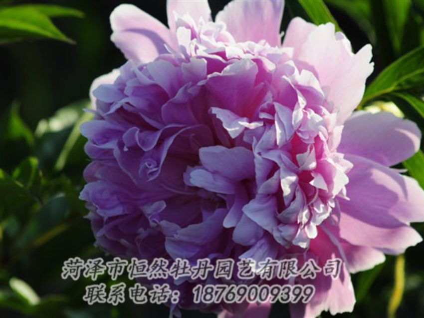 點(diǎn)擊查看詳細(xì)信息<br>標(biāo)題：藍(lán)菊 閱讀次數(shù)：1247
