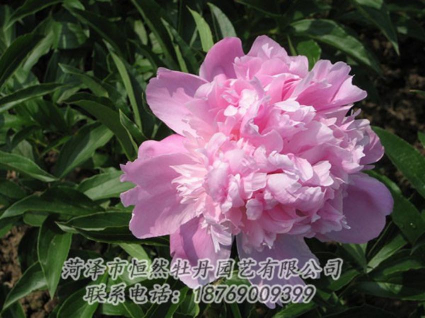 點(diǎn)擊查看詳細(xì)信息<br>標(biāo)題：富士山 閱讀次數(shù)：1176