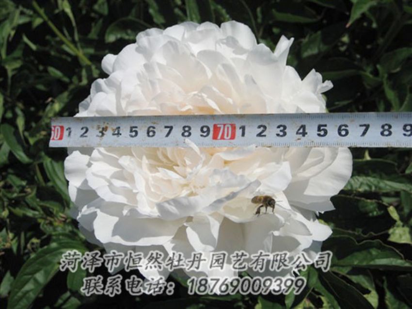 點擊查看詳細信息<br>標題：楊妃出浴 閱讀次數(shù)：1270