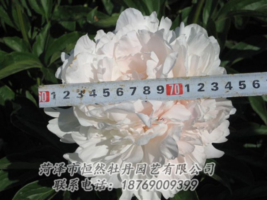 點擊查看詳細信息<br>標題：雪峰 閱讀次數(shù)：1144