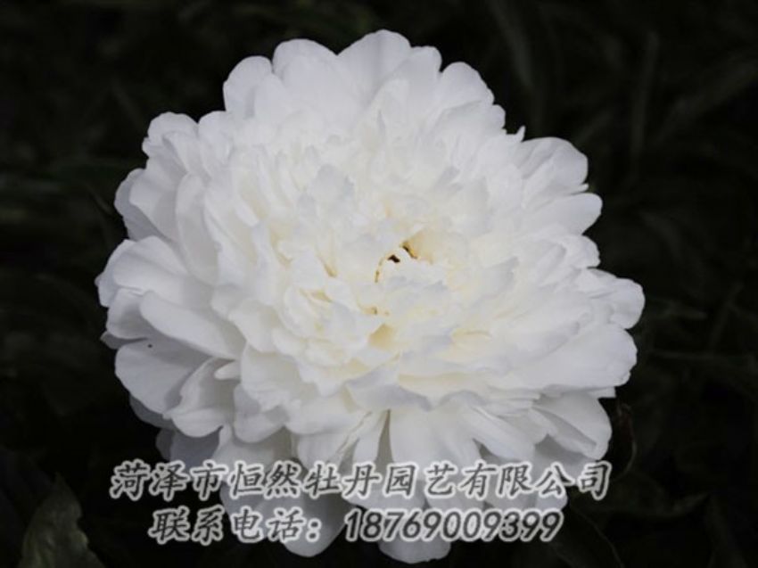 點擊查看詳細信息<br>標題：沙金冠頂 閱讀次數(shù)：1214