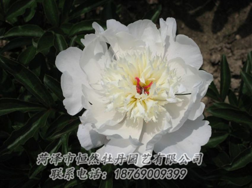 點擊查看詳細信息<br>標題：凌花晨浴 閱讀次數(shù)：1250