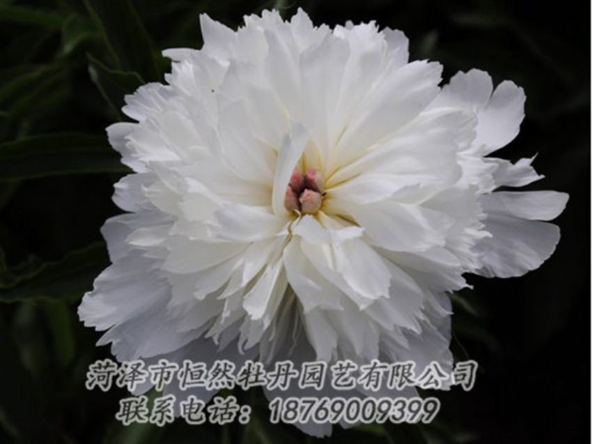 點擊查看詳細信息<br>標題：玲瓏玉 閱讀次數(shù)：1187
