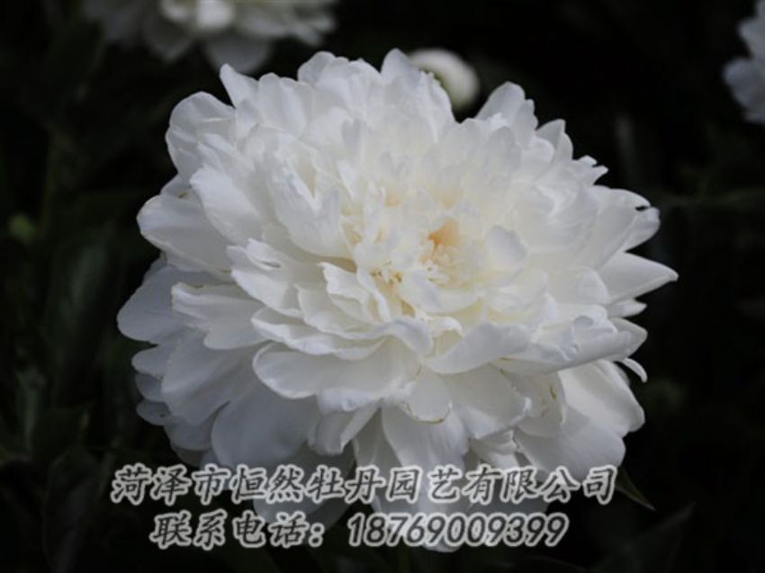 點擊查看詳細信息<br>標題：白色 閱讀次數(shù)：1227