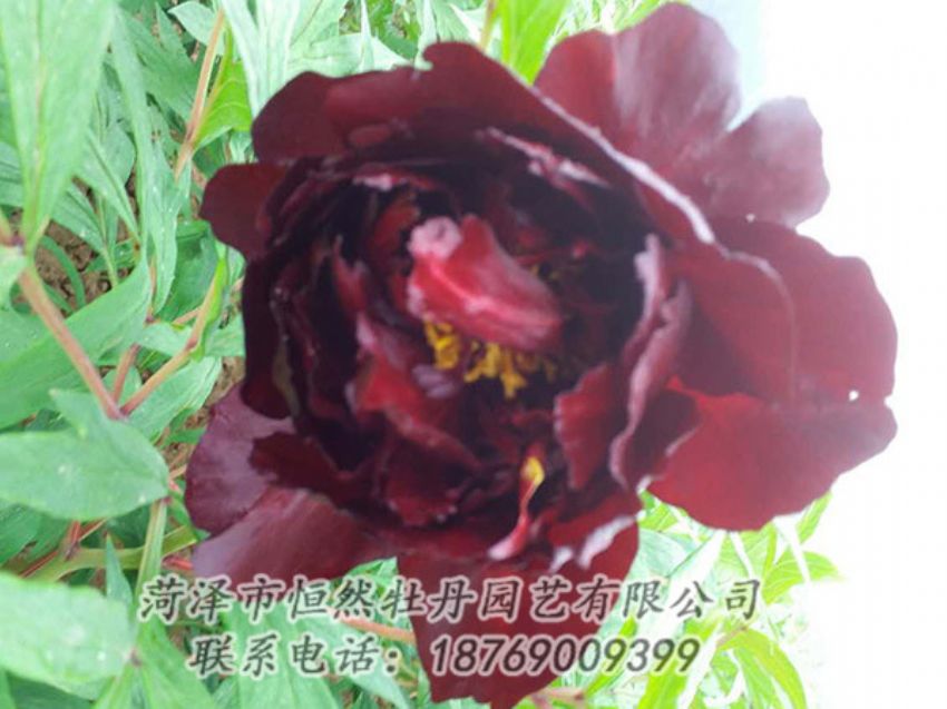 點(diǎn)擊查看詳細(xì)信息<br>標(biāo)題：黑色牡丹 閱讀次數(shù)：1196