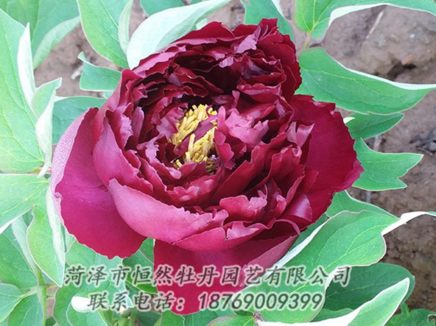 點(diǎn)擊查看詳細(xì)信息<br>標(biāo)題：黑色牡丹 閱讀次數(shù)：1197