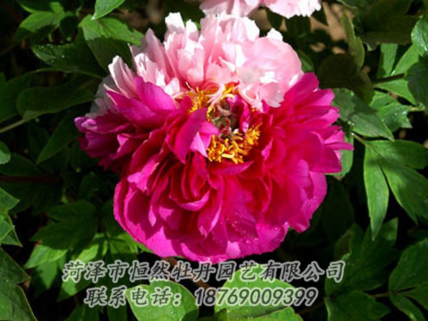點(diǎn)擊查看詳細(xì)信息<br>標(biāo)題：復(fù)色牡丹 閱讀次數(shù)：1157