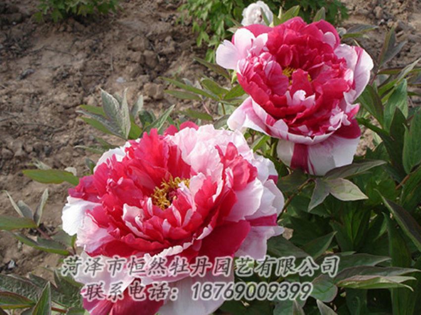 點(diǎn)擊查看詳細(xì)信息<br>標(biāo)題：復(fù)色牡丹 閱讀次數(shù)：1203