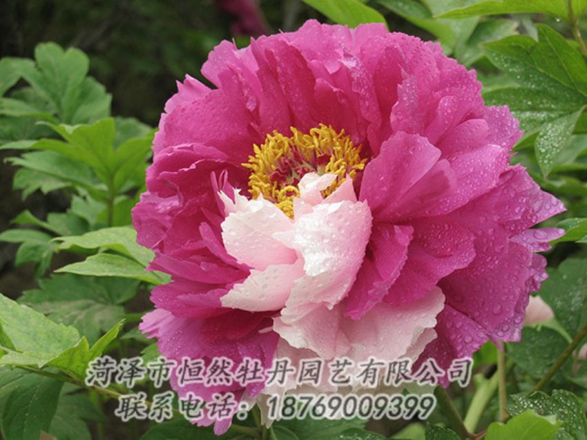 點(diǎn)擊查看詳細(xì)信息<br>標(biāo)題：復(fù)色牡丹 閱讀次數(shù)：1248