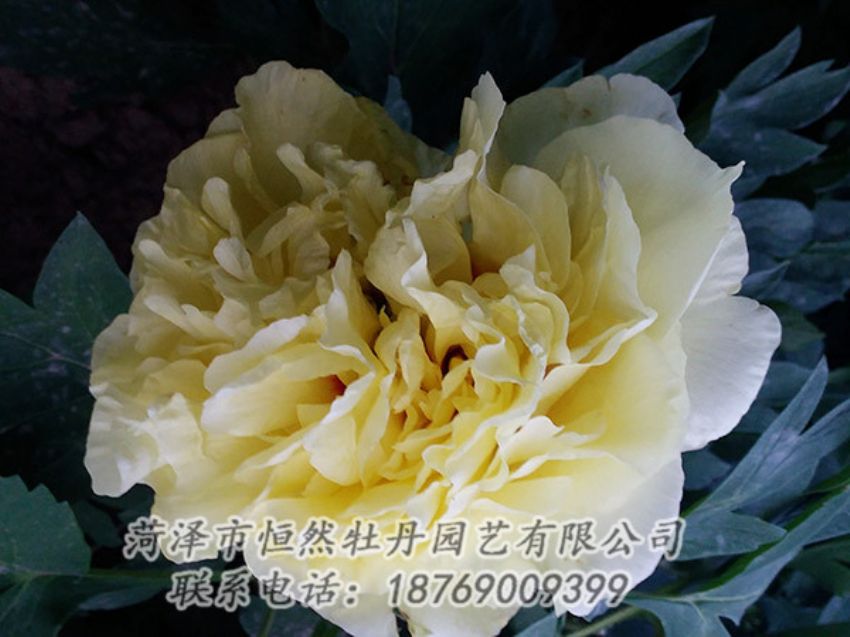 點(diǎn)擊查看詳細(xì)信息<br>標(biāo)題：黃色牡丹 閱讀次數(shù)：1155