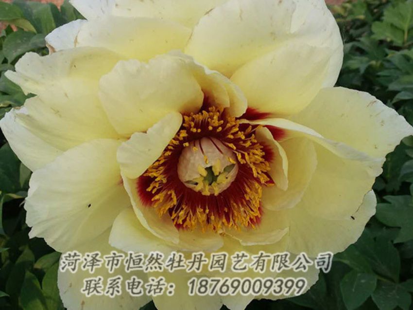 點(diǎn)擊查看詳細(xì)信息<br>標(biāo)題：黃色牡丹 閱讀次數(shù)：1170