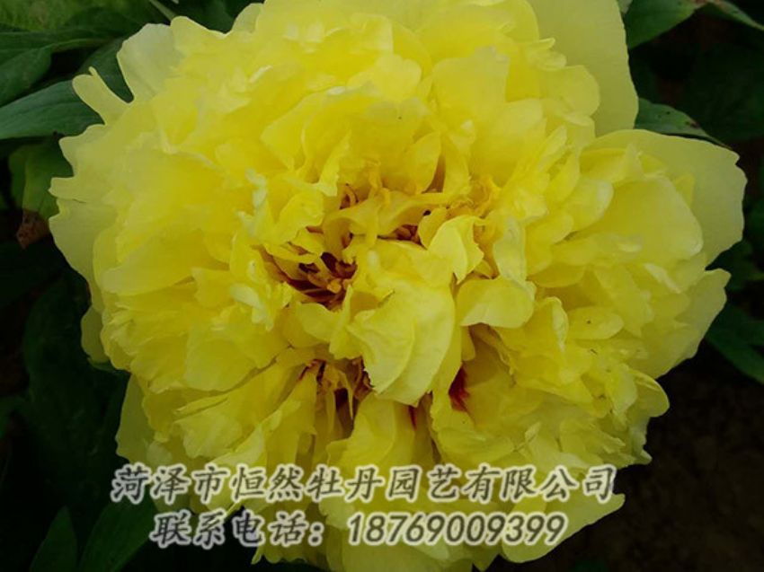 點擊查看詳細信息<br>標題：黃色牡丹 閱讀次數(shù)：1182