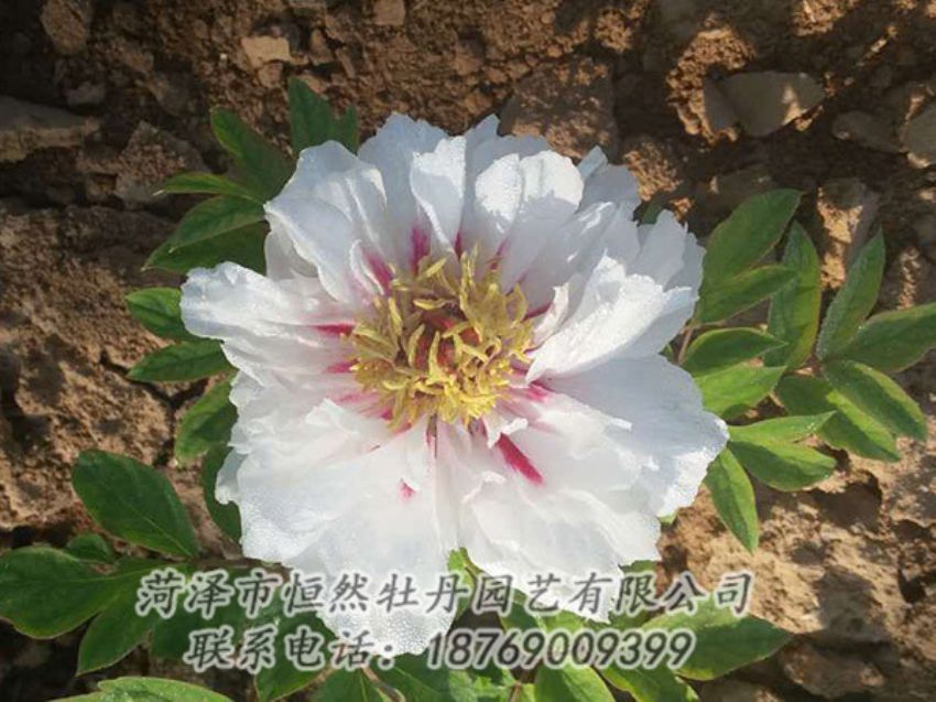 點(diǎn)擊查看詳細(xì)信息<br>標(biāo)題：白色牡丹 閱讀次數(shù)：1262