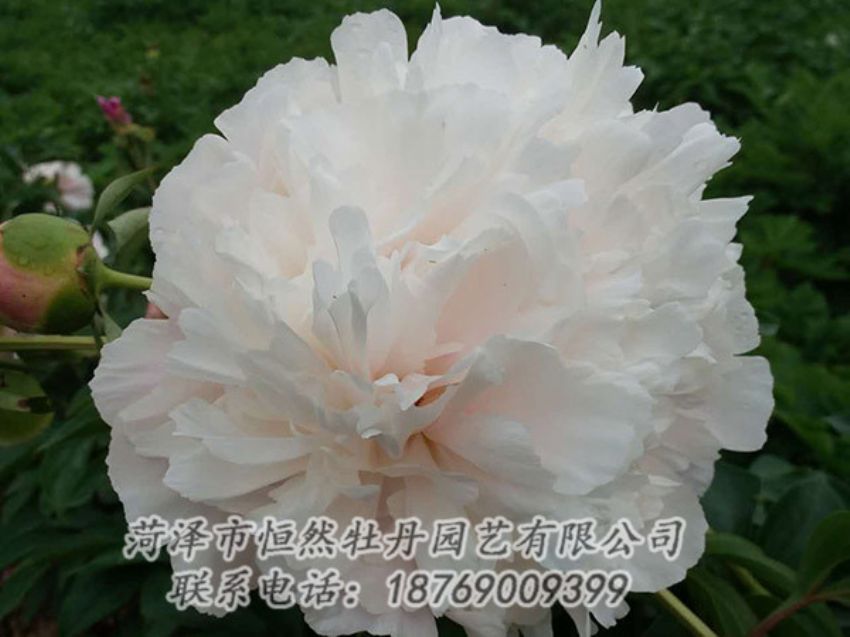 點(diǎn)擊查看詳細(xì)信息<br>標(biāo)題：白色牡丹 閱讀次數(shù)：1220