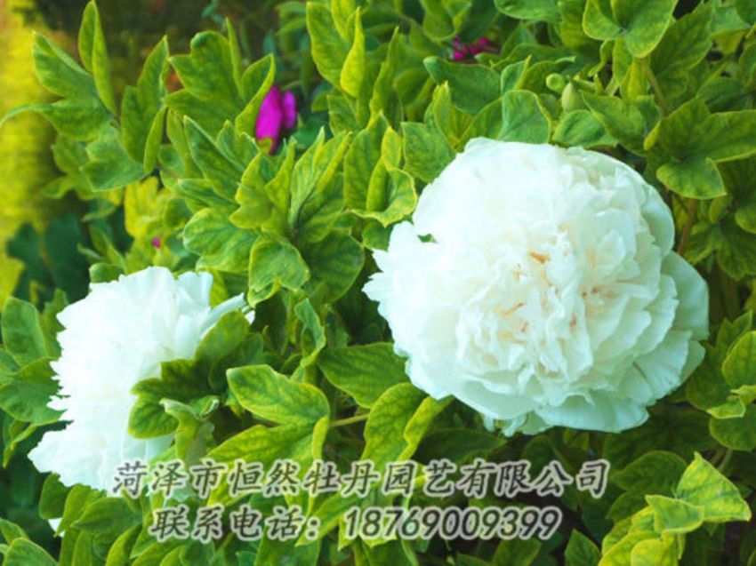 點(diǎn)擊查看詳細(xì)信息<br>標(biāo)題：白色牡丹 閱讀次數(shù)：1191