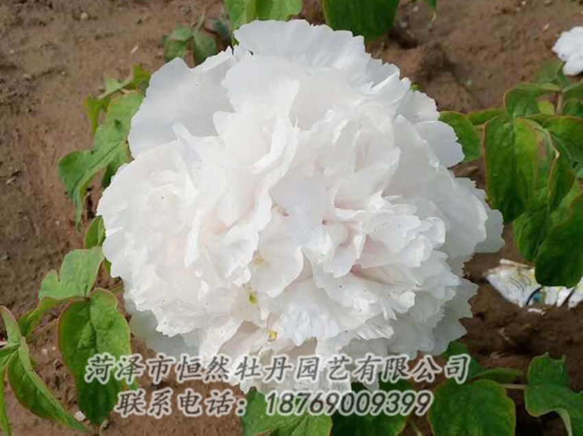 點(diǎn)擊查看詳細(xì)信息<br>標(biāo)題：白色牡丹 閱讀次數(shù)：1013