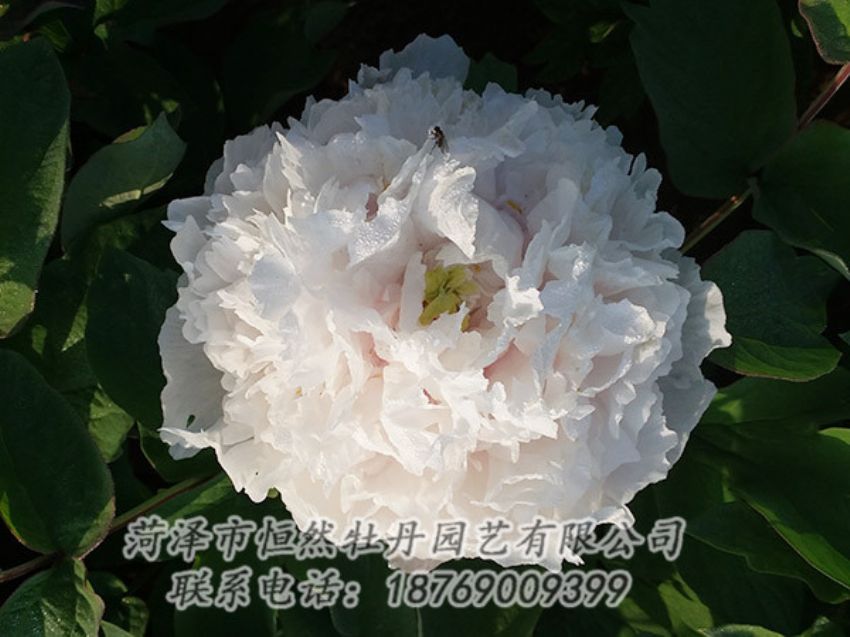 點(diǎn)擊查看詳細(xì)信息<br>標(biāo)題：白色牡丹 閱讀次數(shù)：1204
