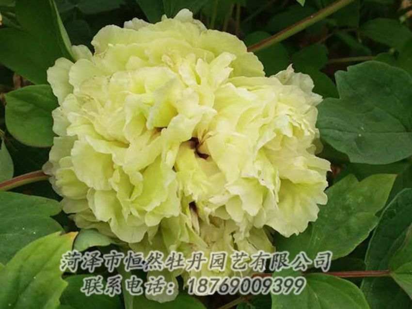 點擊查看詳細(xì)信息<br>標(biāo)題：綠色 閱讀次數(shù)：1094